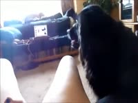 [ Pet Porn ] Homemade movie of a dog licking his dominant